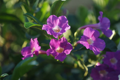 Close-up of pink flowering plant