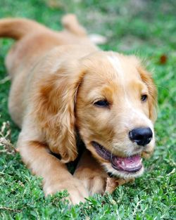 Close-up portrait of dog relaxing on field