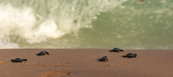 View of crab on beach