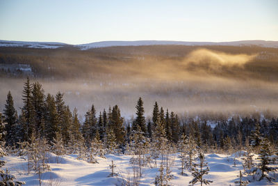 Trees on snow covered land against sky