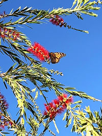 Low angle view of flowering plant against blue sky