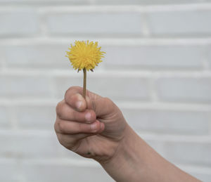 Close-up of hand holding yellow flower against blurred background