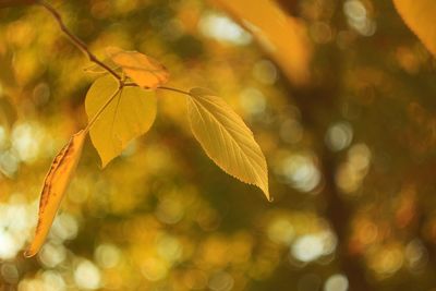 Close-up of leaves on branch