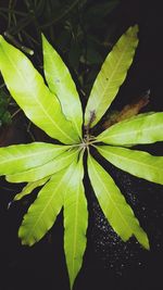 Close-up of green leaves