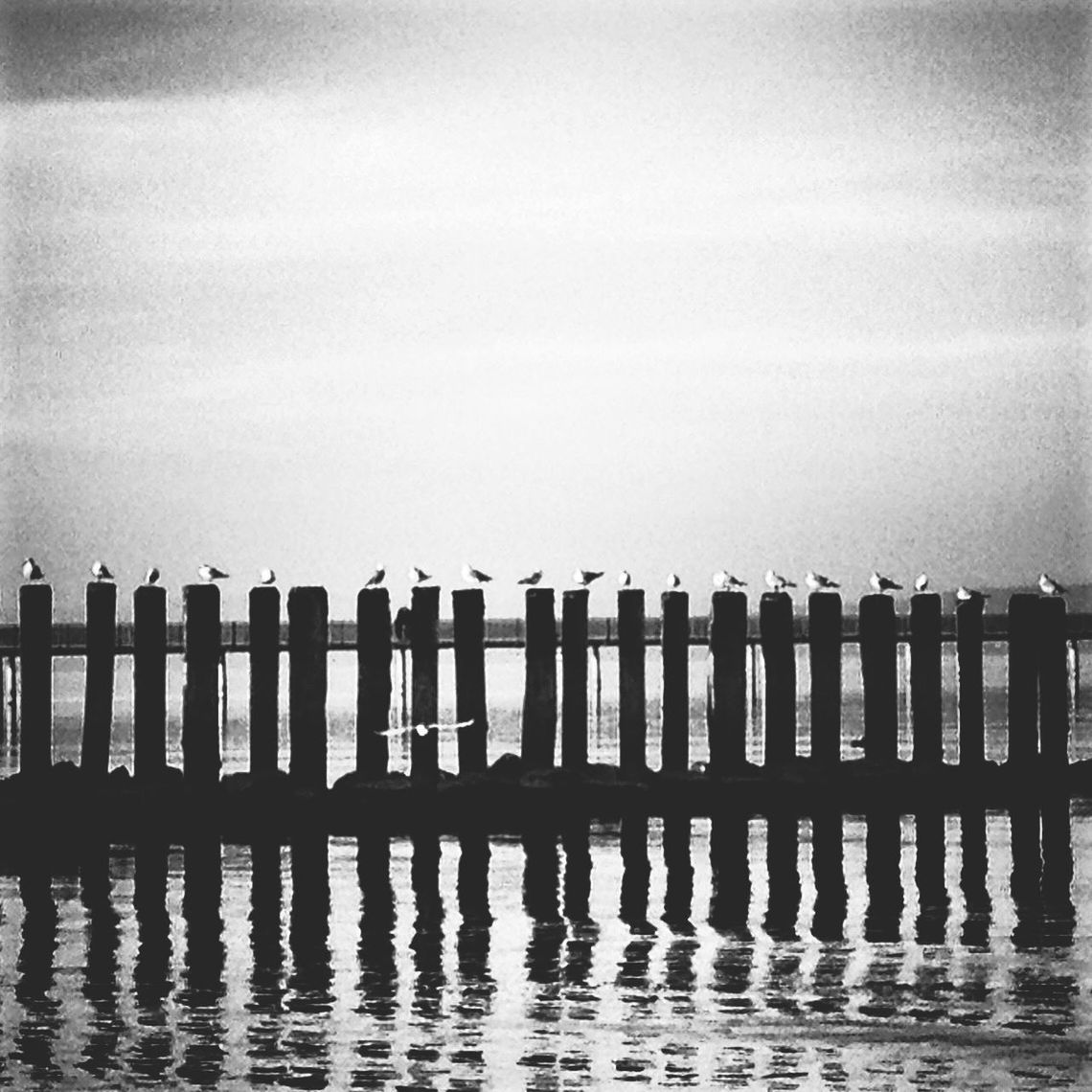 water, bird, animal themes, animals in the wild, sea, wildlife, pier, sky, wooden post, railing, nature, tranquility, waterfront, perching, in a row, tranquil scene, wood - material, fence, day