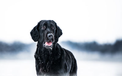 Close-up of a dog looking away