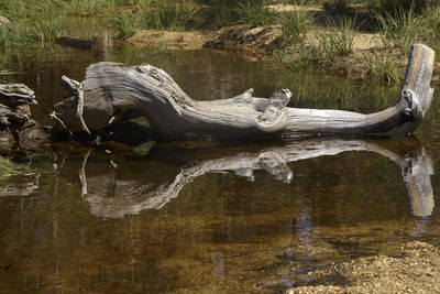 Turtle on lake