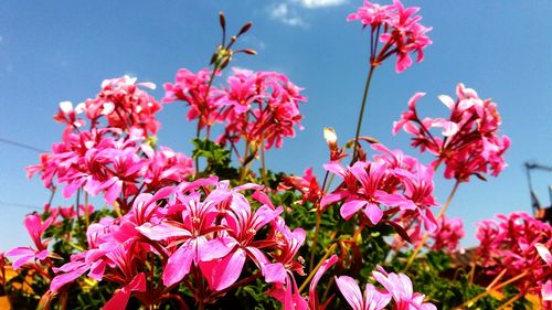 Low angle view of pink flowers blooming against sky