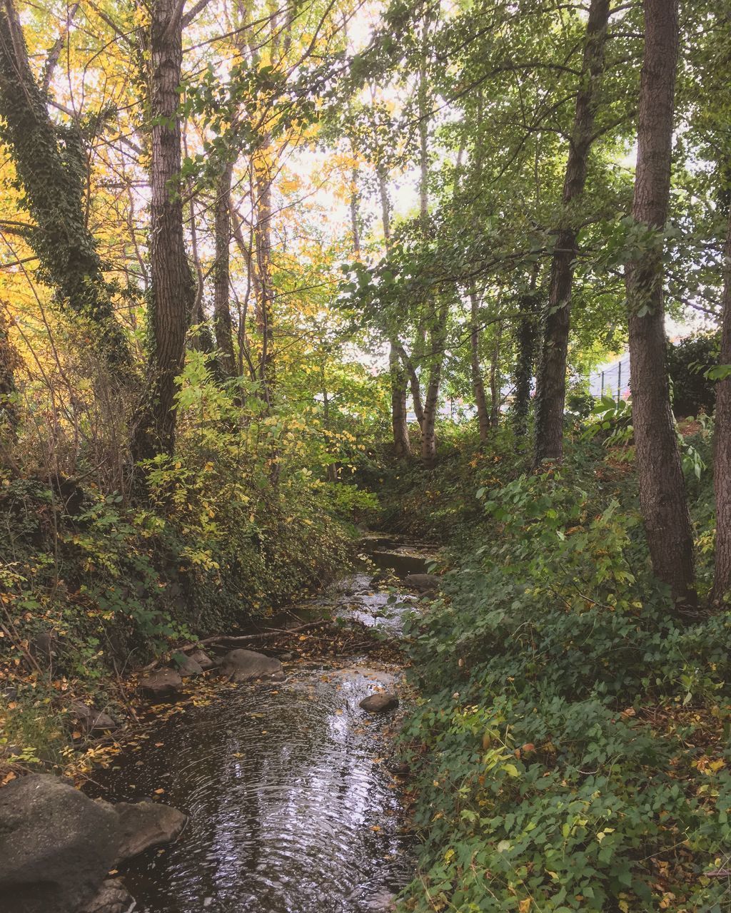 STREAM FLOWING THROUGH TREES IN FOREST