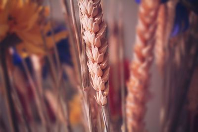 Close-up of wheat