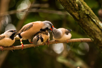 Close-up of birds perching on branch