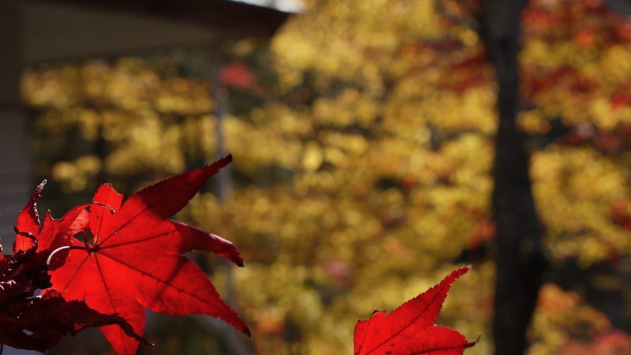 autumn, change, season, leaf, focus on foreground, close-up, maple leaf, red, natural condition, leaves, day, tranquility, orange color, nature, vibrant color, beauty in nature, fragility, scenics, red color, botany, no people, springtime, tranquil scene