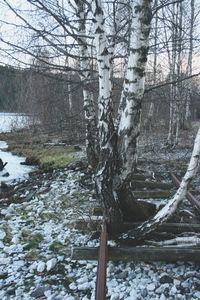 Bare trees in forest during winter