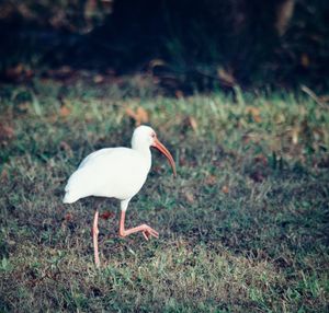 Bird on field