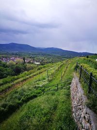 Scenic view of agricultural field against sky