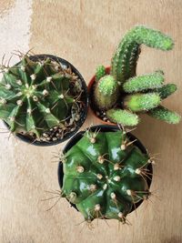 High angle view of succulent plant on table