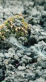 Close-up of lichen