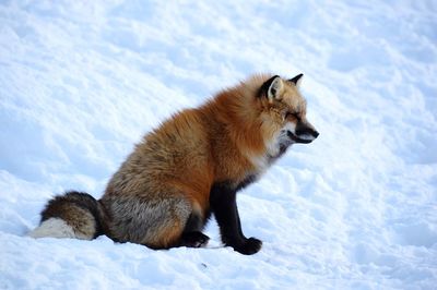 Fox on field against snow