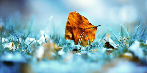 Close-up of dried autumn leaves on field