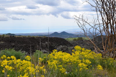 Yellow flowering plants on land against sky