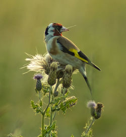 Close-up of bird perching on flower