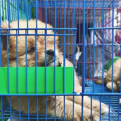 Close-up of dog in cage