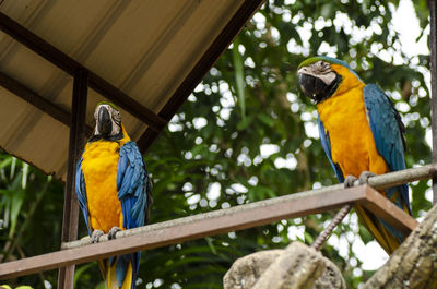 Low angle view of parrot perching on branch