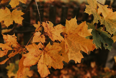 Close-up of dry leaves on tree