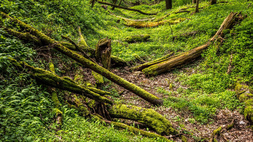 High angle view of tree in forest