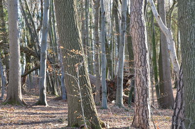 Pine trees in forest