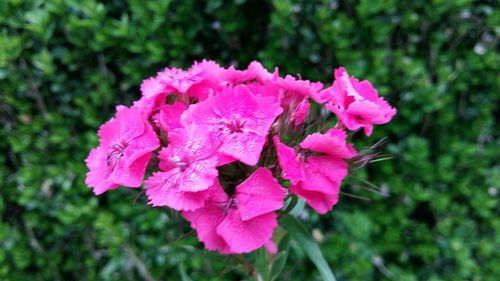 Close-up of pink flowers