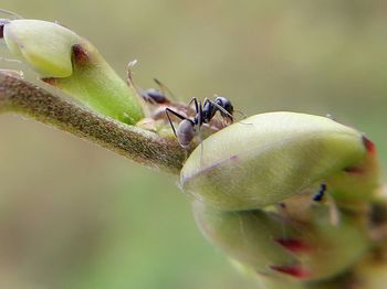 Close-up of insect on plant