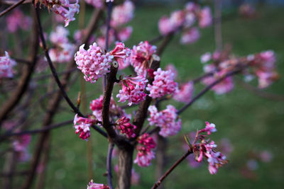 Close-up of pink cherry blossom tree