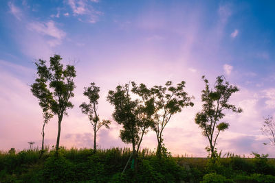 Trees on field against sky during sunset