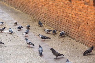 High angle view of pigeons perching on street