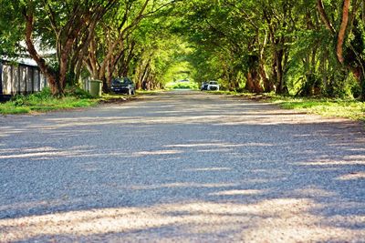 Road along trees