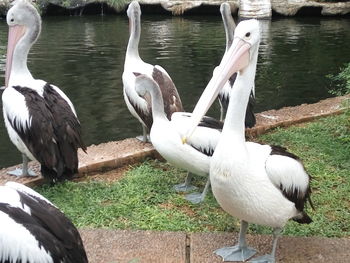 Swans on lake