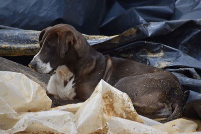 Close-up of dog sleeping