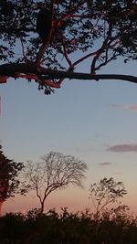 Low angle view of silhouette trees against sky at sunset