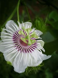 Close-up of passion flower blooming outdoors