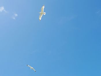 Low angle view of seagull flying against clear blue sky