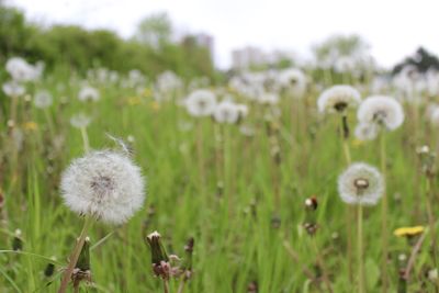 Close-up of white dandelion flowers in field