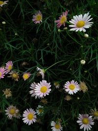 High angle view of flowers blooming outdoors