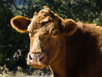 Portrait of red angus cow against trees