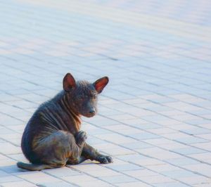 Cat sitting on footpath