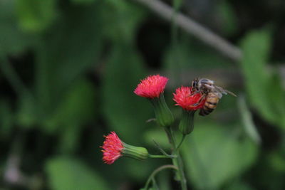 Close-up of butterfly pollinating on pink flower