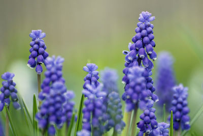 Close-up of purple flowers blooming outdoors