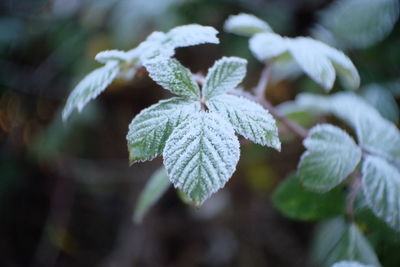 Close-up of snow on plant during winter