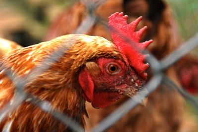 Close-up of rooster