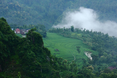 High angle view of agricultural landscape
